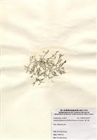 藏品(藍子藻)的圖片